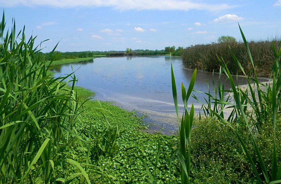 Echeverría: vecinos y ambientalistas denuncian aval del intendente Fernando Gray para la «destrucción de humedales»