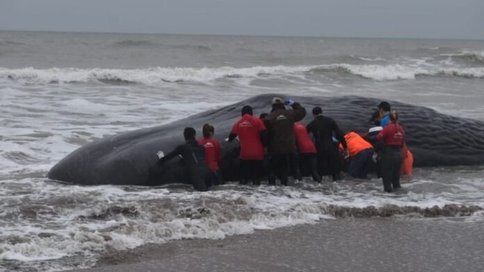 bomberos-miembros-de-la-fundacion-fauna-argentina-y-los-propios-vecinos-intentaron-devolver-el-animal-al-mar-998998