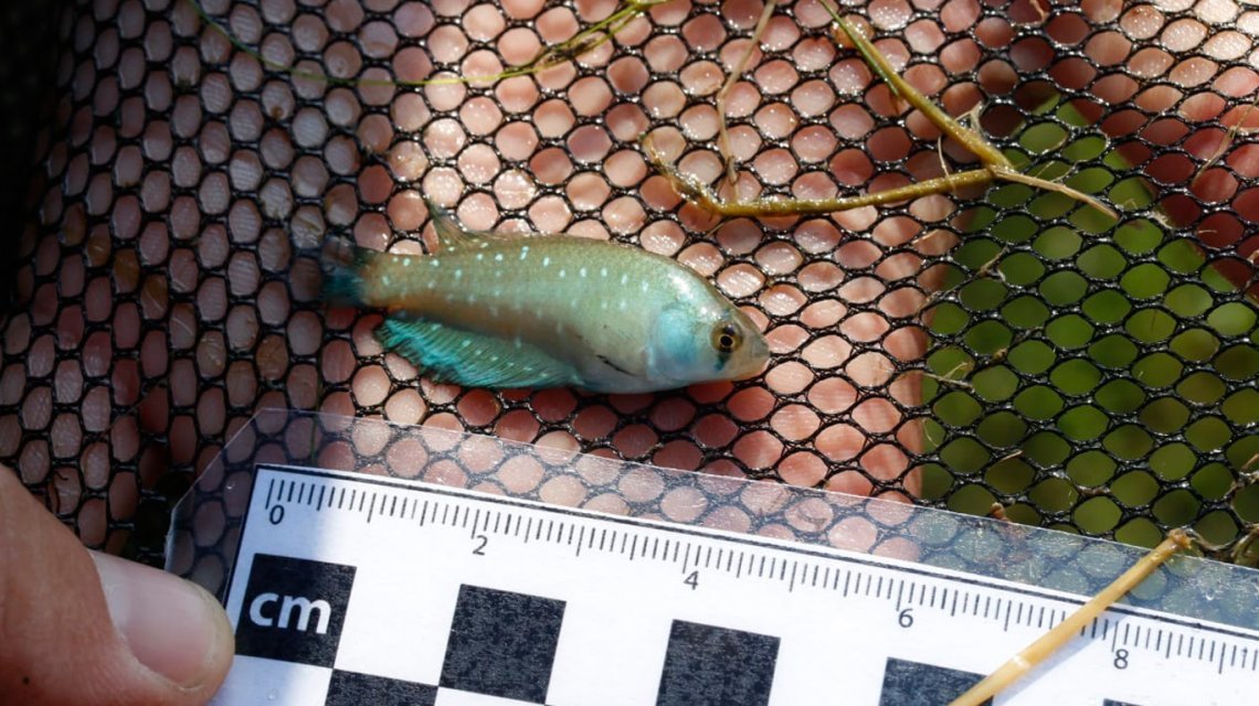 Sorprendente hallazgo en Longchamps: dan con una especie rara de pez que resiste a las sequías