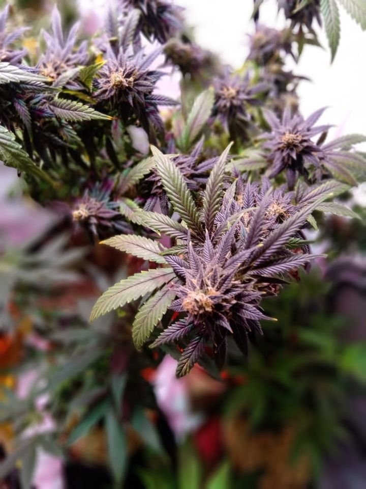 Agrupaciones cannábicas bonaerenses reclaman participar de leyes que extiendan uso terapéutico