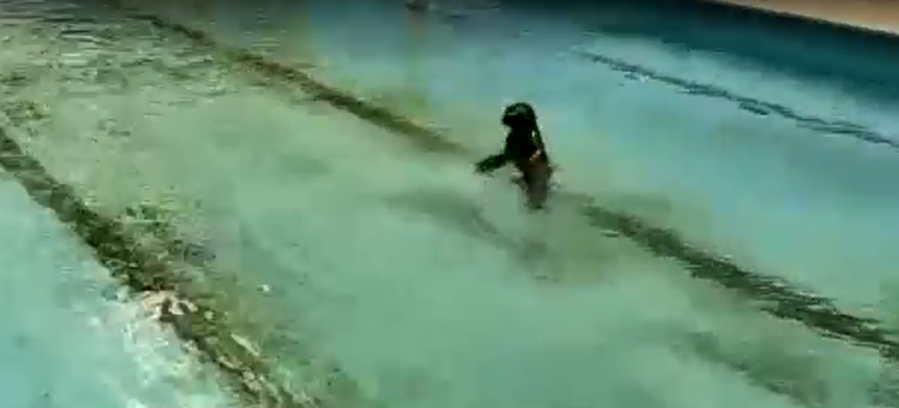 Un lobo marino fue rescatado y atendido en la veterinaria municipal