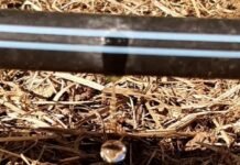 Huerta agroecológica: cómo manejar el agua y el riego