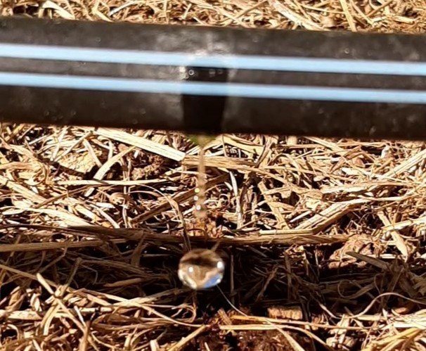 Huerta agroecológica: cómo manejar el agua y el riego