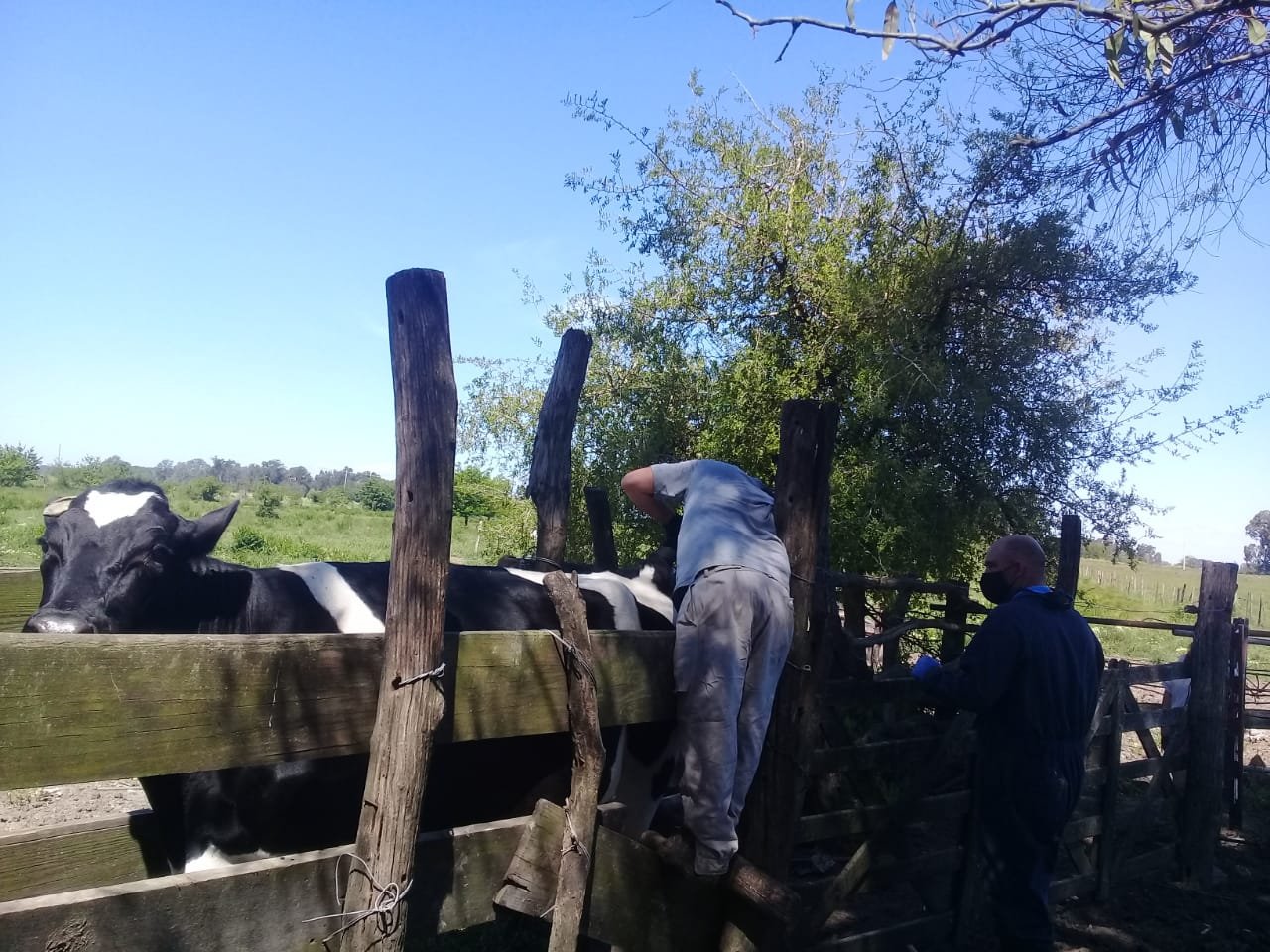 San Vicente: agregado de Valor en la Cuenca Tambera del Abasto Sur