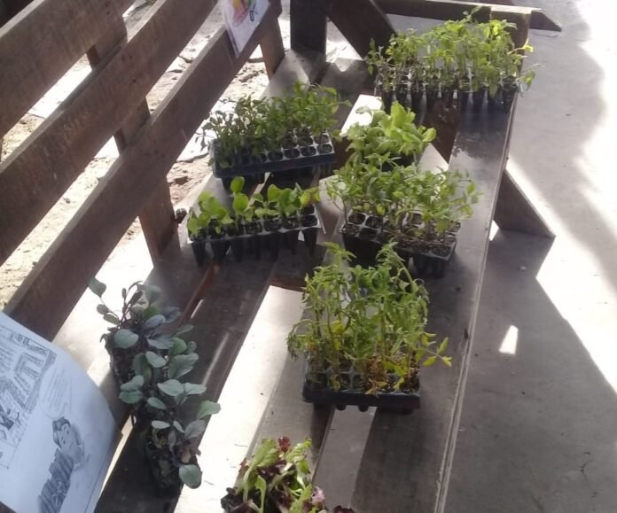 inta_amba_plantines