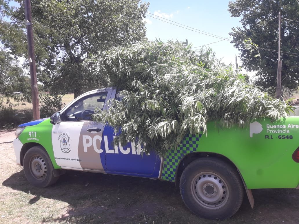 Efectivos acudieron a una denuncia por violencia de género, pero además hallaron una plantación de marihuana