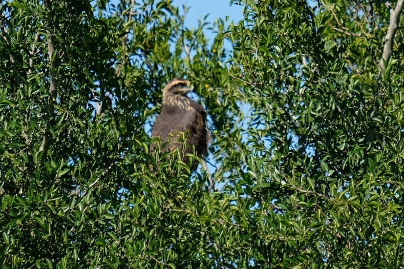 Liberan aves que provenían del tráfico de fauna