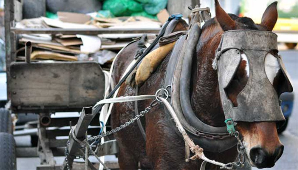 “No más látigos ni cadenas a los caballos”: vecina proteccionista buscará que sea Ordenanza