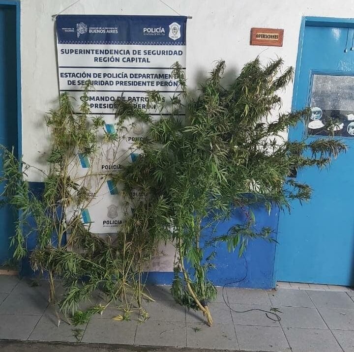 Guernica: los detienen por caminar con plantas de marihuana