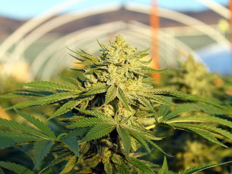 La Cámara Argentina de Cannabis celebró el anuncio de Alberto Fernández para el sector