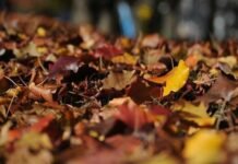 Inicio del otoño: ¿Sabías que se pueden aprovechar en esta estación las hojas secas como abono de la huerta?
