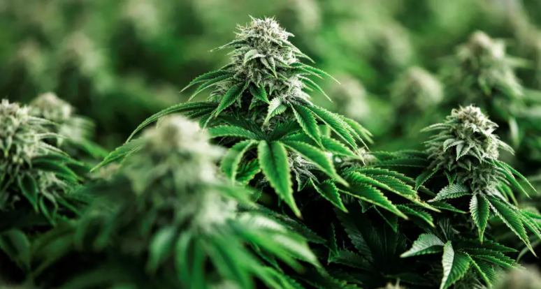 El Gobierno reglamentó el registro de autocultivo de cannabis medicinal