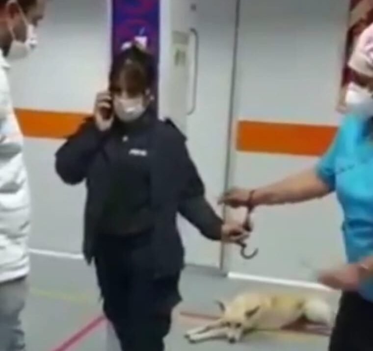 UPA de Longchamps: una policía esposó a una enfermera para exigirle que le saque sangre a un detenido