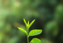 22 de Abril – Día Mundial de la Tierra: ¿Sabías que desde el INTA AMBA se fomenta la concientización del cuidado del planeta?