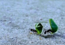 Hormigas: recomendaciones para un control biológico adecuado