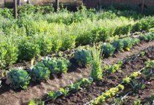 Encuentros de capacitación La Huerta Agroecológica Familiar de otoño invierno