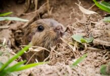 22 de Mayo: Día Internacional de la Diversidad Biológica