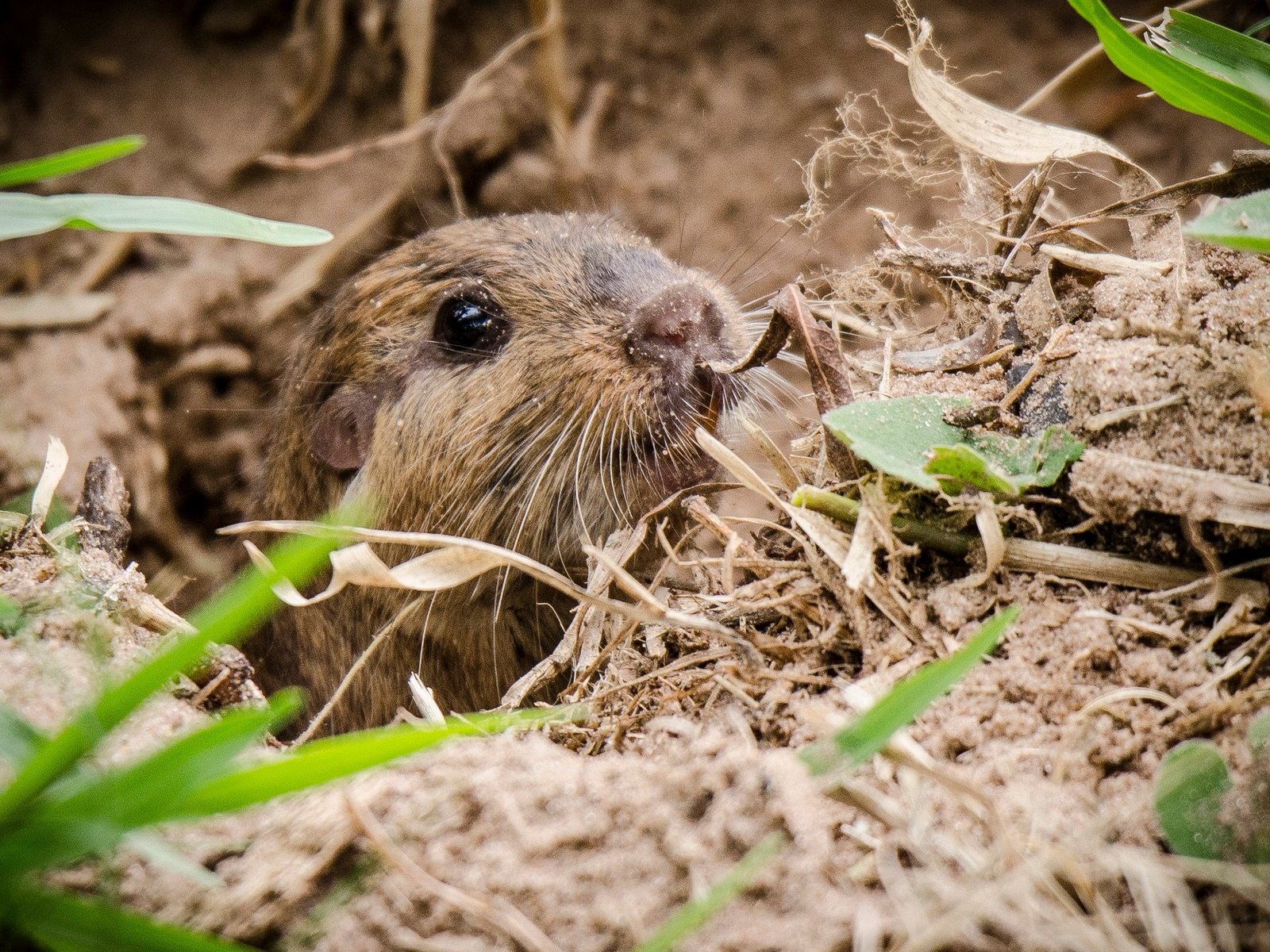 22 de Mayo: Día Internacional de la Diversidad Biológica