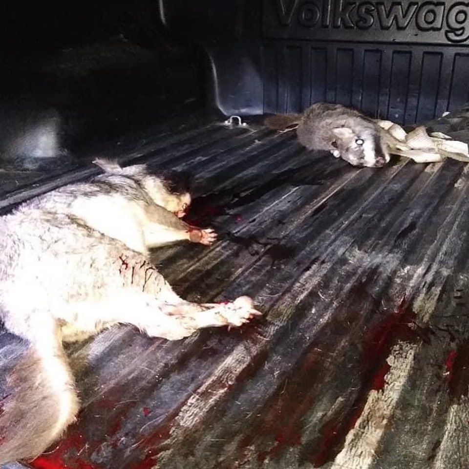 Iban con animales autóctonos moribundos: sorprenden a cazadores en la Estación de Crías de Animales Silvestres del Parque Pereyra