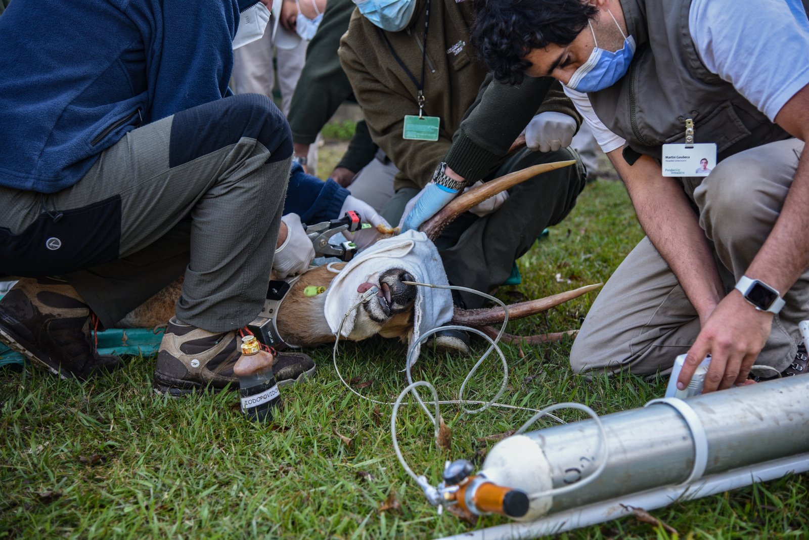 Liberaron un ciervo de los pantanos rescatado por el Ministerio de Ambiente