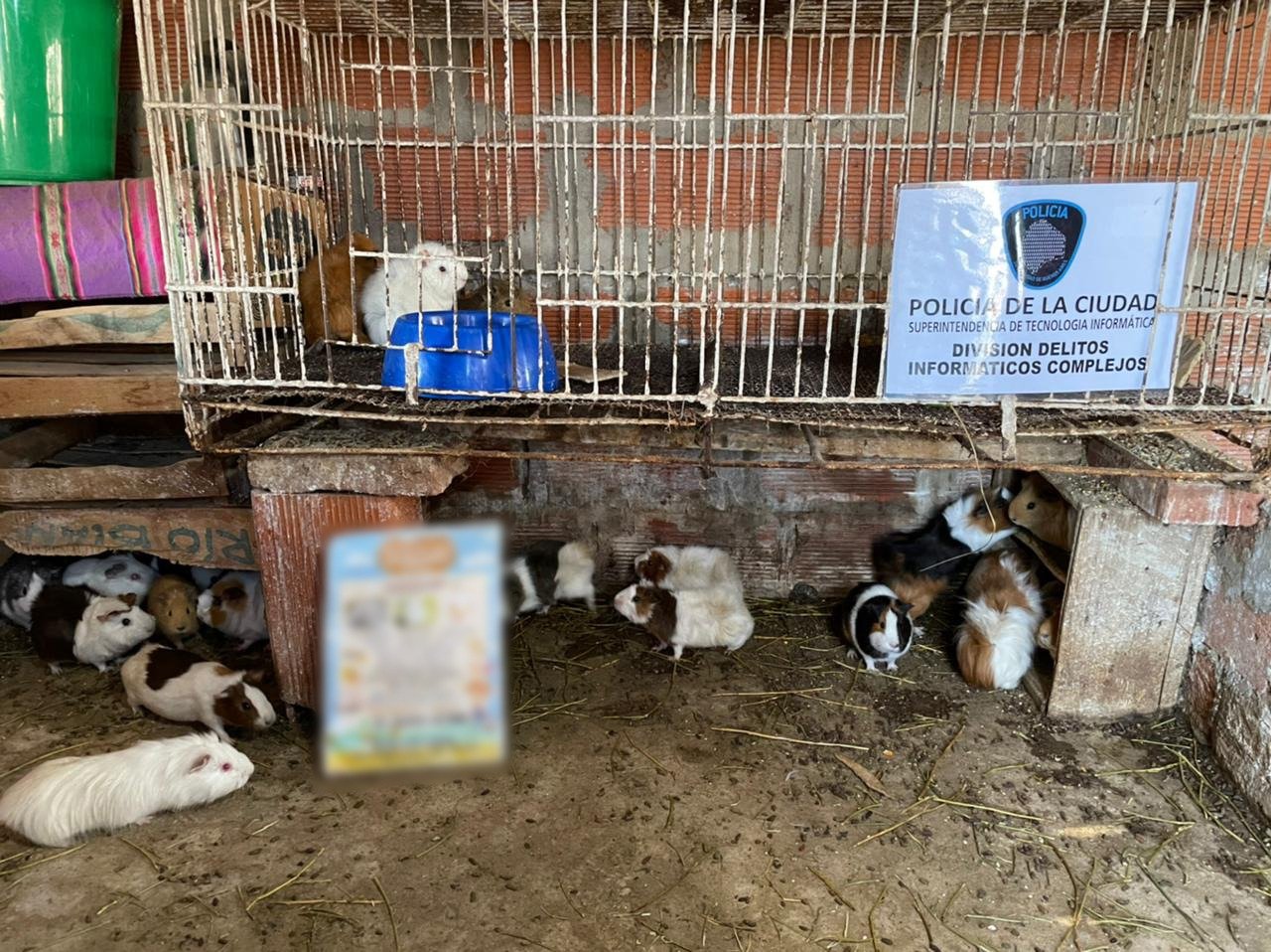 En Retiro e Ingeniero Budge: desbaratan dos criaderos ilegales de animales y rescatan 60 especies