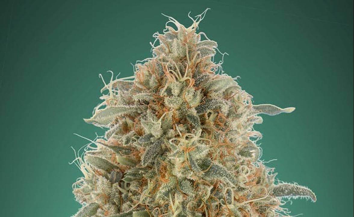 Desarrollo Productivo presentará proyecto para la industria del cannabis medicinal