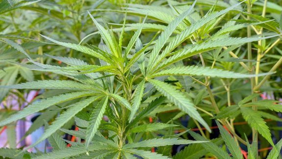 La Defensoría del Pueblo bonaerense a favor de “Marihuana Cero” durante el embarazo y la lactancia