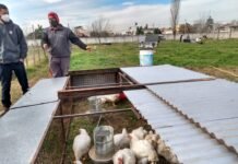 INTA AMBA en Avellaneda: trabajo conjunto para la producción de pollos