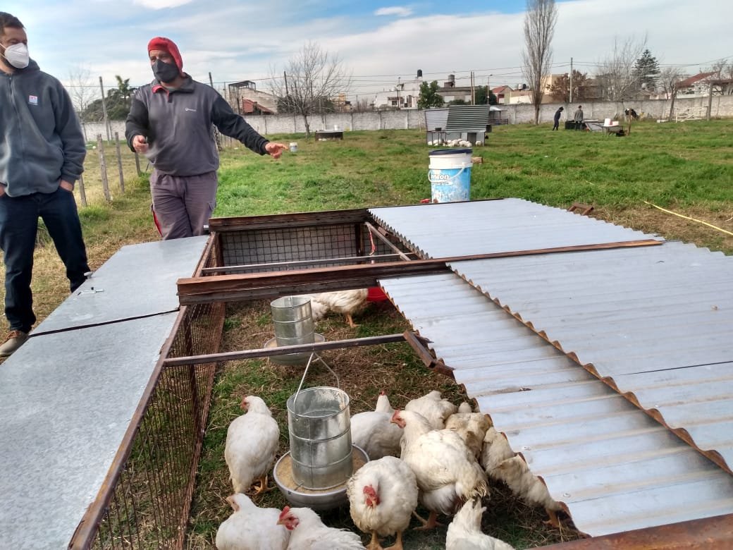 INTA AMBA en Avellaneda: trabajo conjunto para la producción de pollos