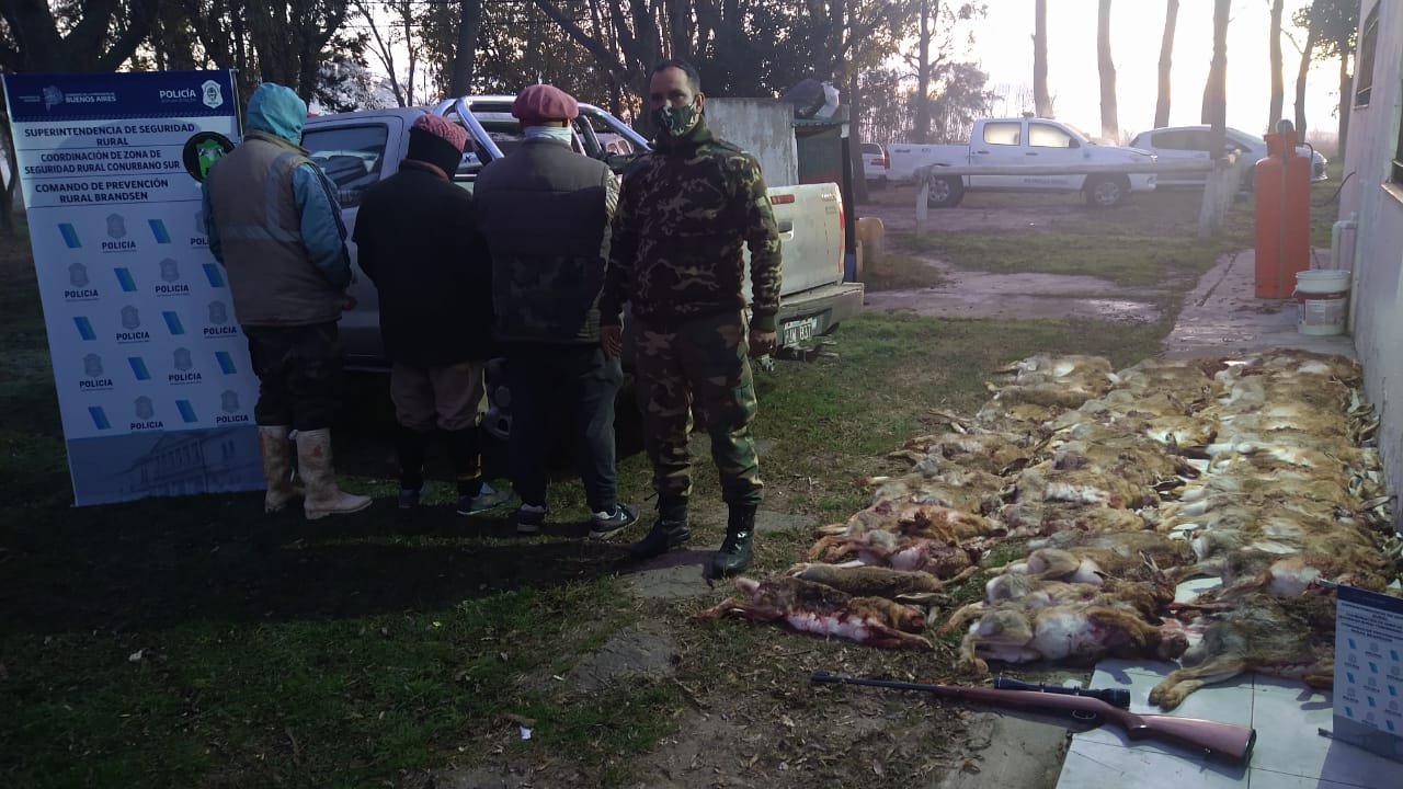 Brandsen: demoraron a cazadores furtivos y les secuestraron más de 50 liebres sin vida