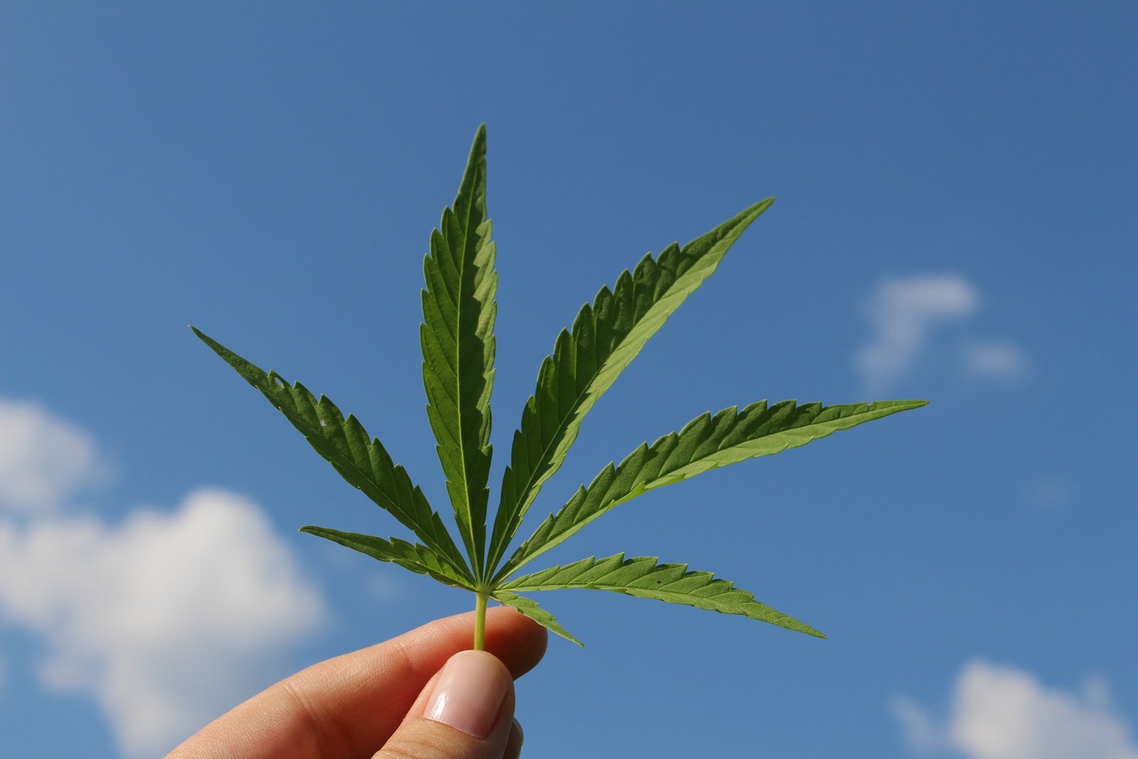 Presentaron el proyecto de ley para el desarrollo de la industria del cannabis medicinal