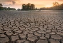 Día Mundial de la lucha contra desertificación y la sequía: acciones del INTA