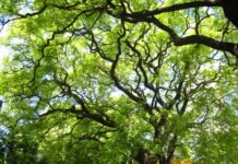 28 de junio, Día Mundial del Árbol: el INTA capacita para su producción