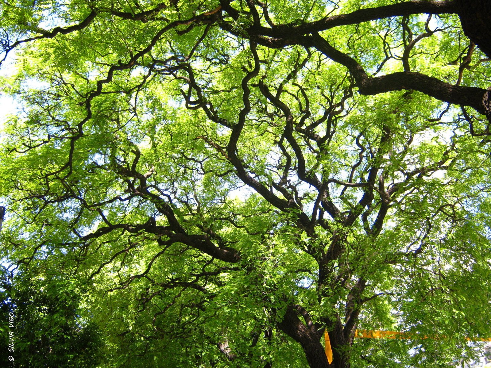 28 de junio, Día Mundial del Árbol: el INTA capacita para su producción