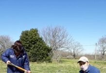 Acción del INTA en San Vicente: plantación de un monte de árboles de Nuez Pecan