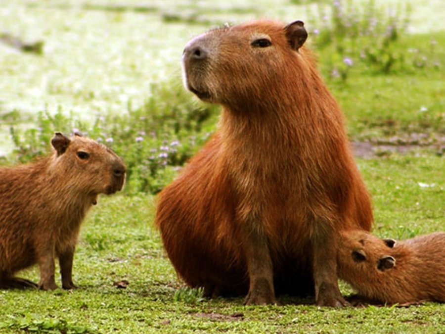 «Los carpinchos no estaban de paseo por Nordelta»