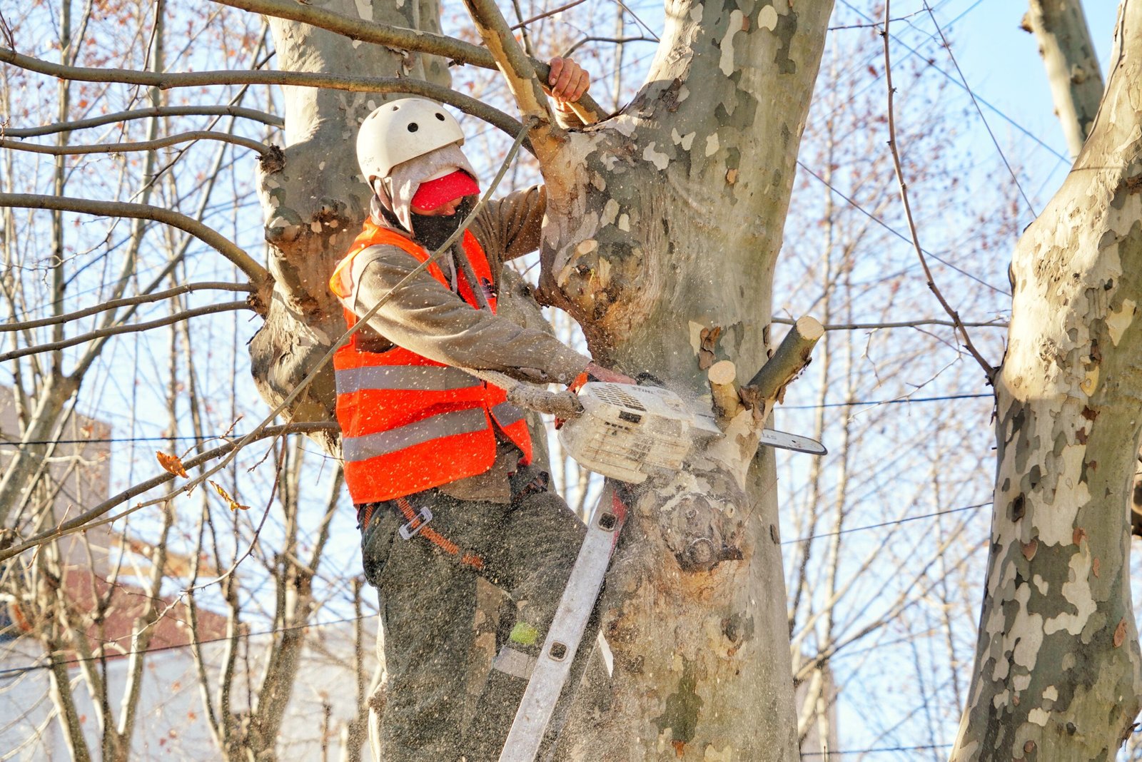 Operativos de poda en Monte Grande