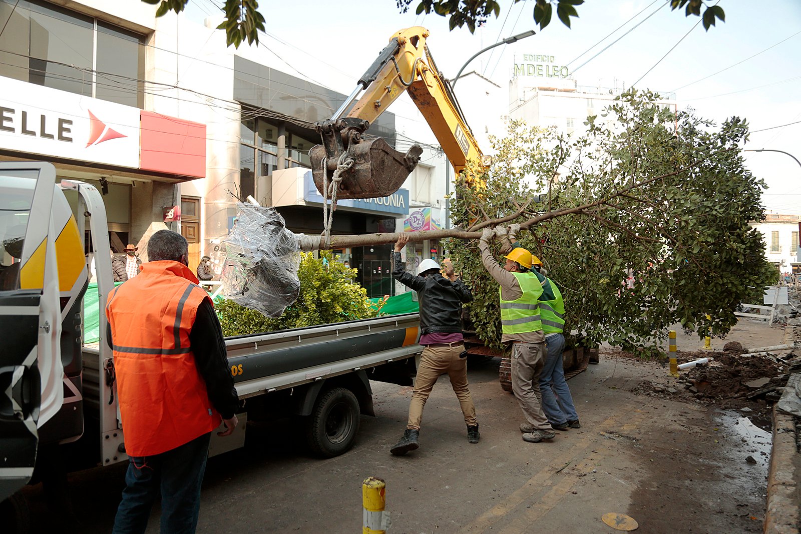 El Municipio cuida los árboles y profundiza la forestación con especies nativas