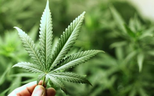 El 17,6% de las personas que usan cannabis lo hacen con fines medicinales, según encuesta nacional