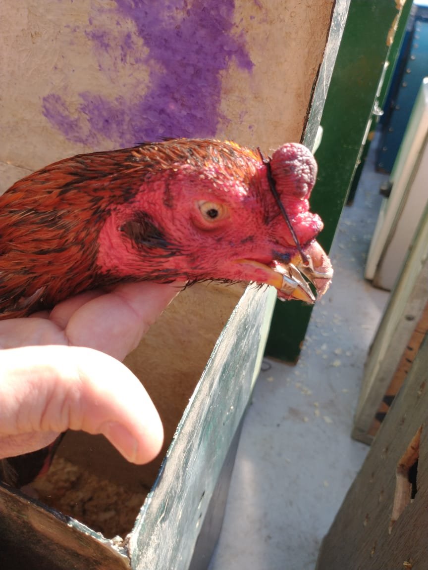 Zoonosis Brown rescató a 60 gallos de riña tras operativo de Provincia