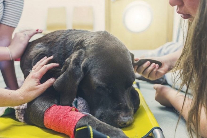 Aprobaron ordenanza en La Plata que declara a la ciudad como «municipio no eutanásico de animales»