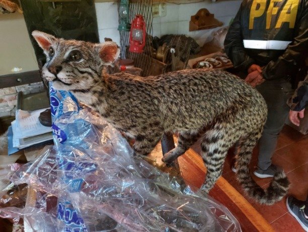 Ambiente decomisó productos de fauna silvestre durante allanamientos en San Justo y Florencio Varela