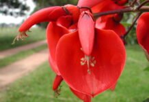 15 de Septiembre, Día de la Flor: apoyo del INTA al sector floriotícola