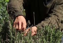 San Vicente: producción integral de alimentos y plantas medicinales