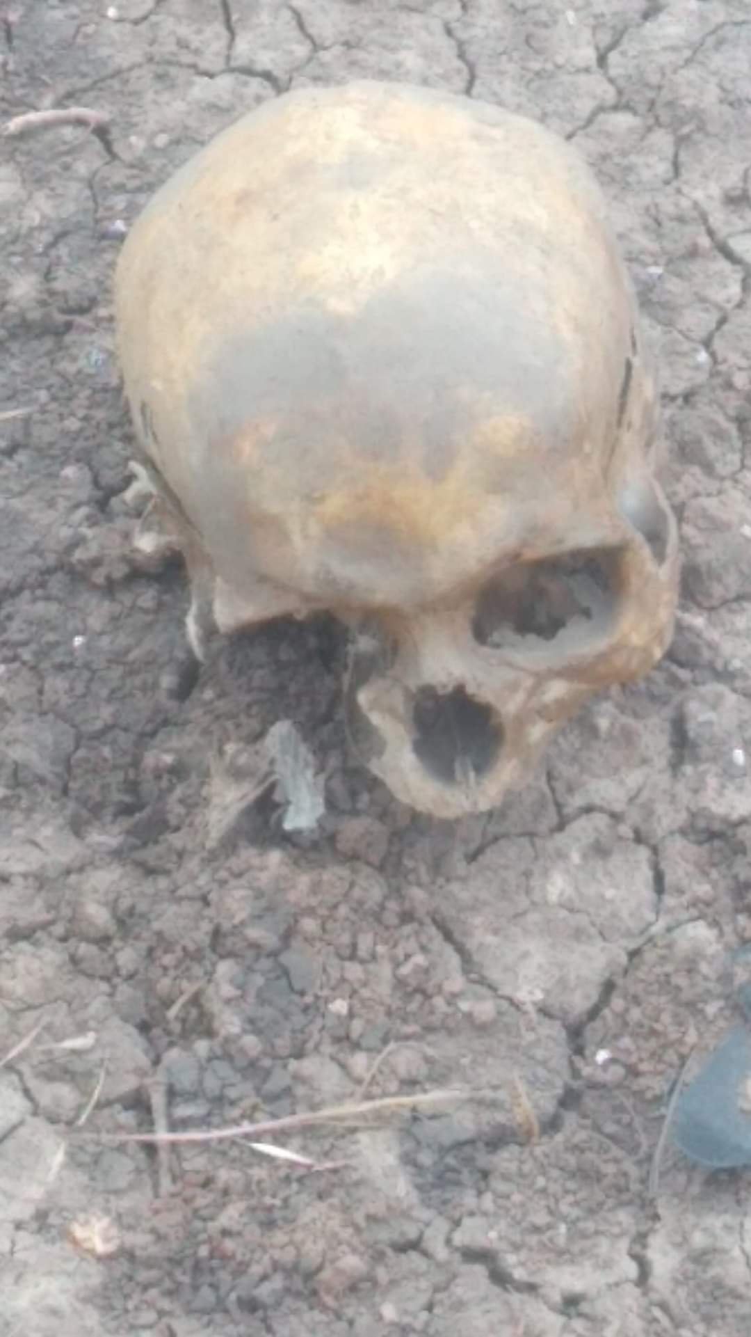 Macabro: hallan huesos humanos en un descampado de Florencio Varela