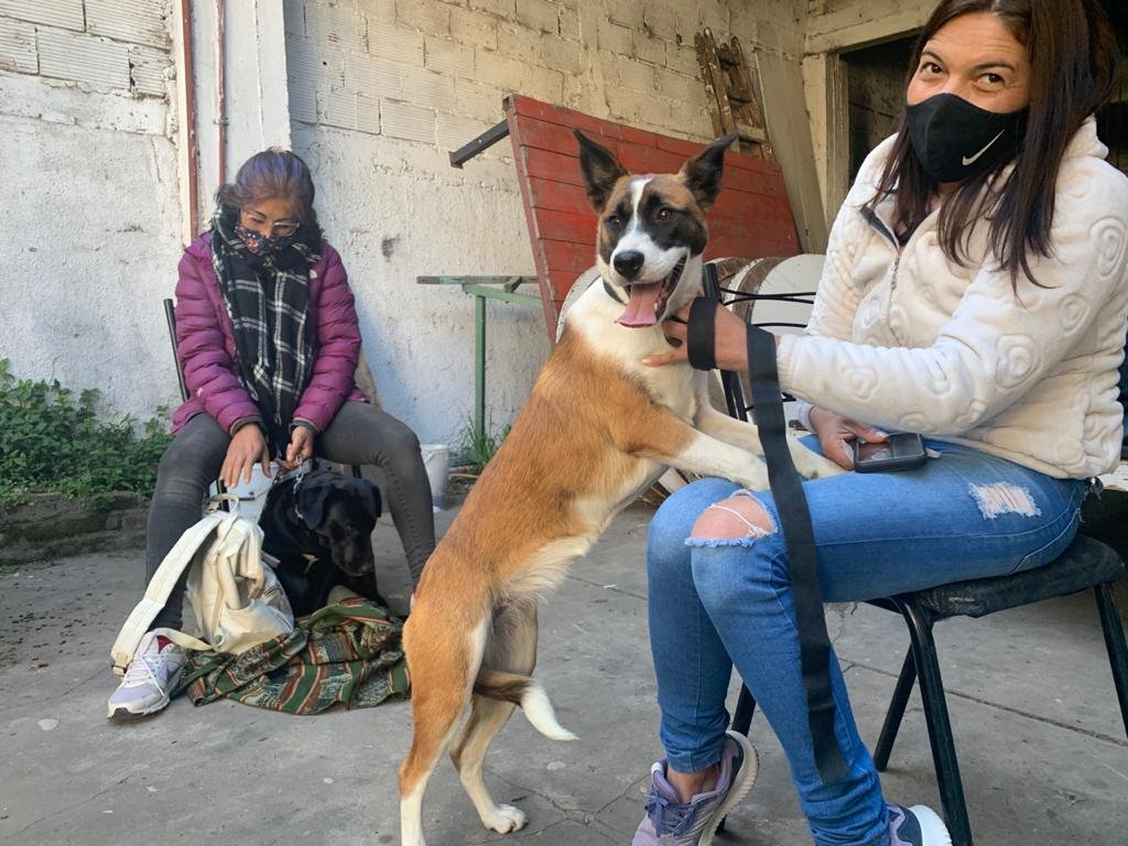 Récord de Zoonosis en Brown: realizaron 260 castraciones en una sola jornada en Glew