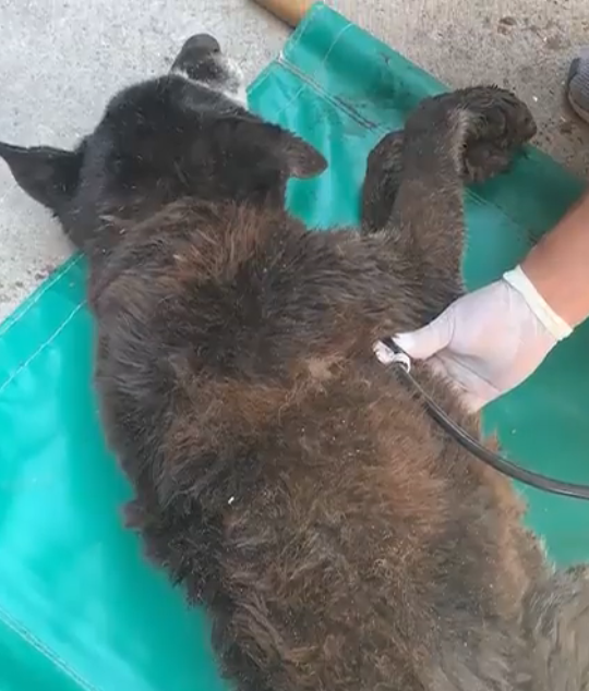 Banfield: rescatan un perro de una alcantarilla tras 20 horas de trabajo