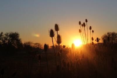 Lanzan el primer documental sobre el ambiente y la biodiversidad browniana