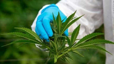marihuana-medicinal-tailandia