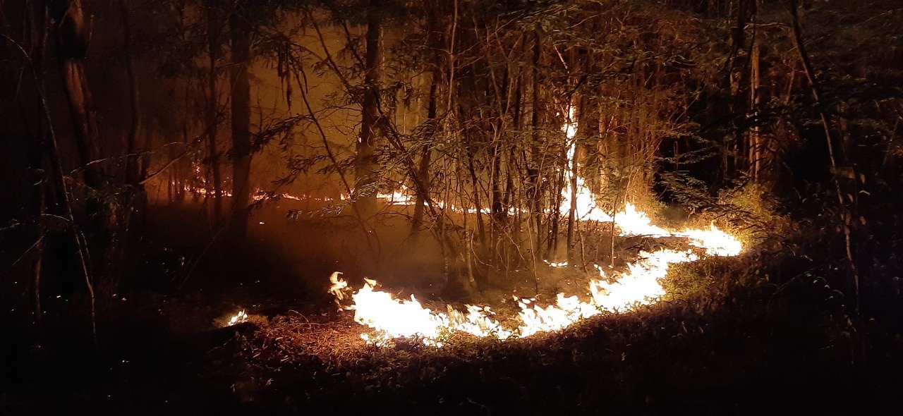 Berazategui: luego de más de 24 horas de trabajo, extinguieron el incendio que afectó más de 150 hectáreas de monte en el Parque Pereyra Iraola